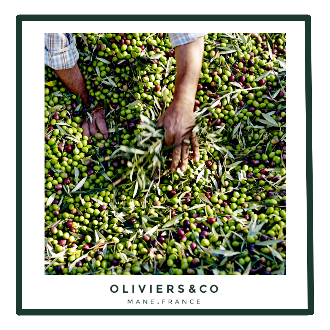 Olive Oil Gospel: Freshness and Quality