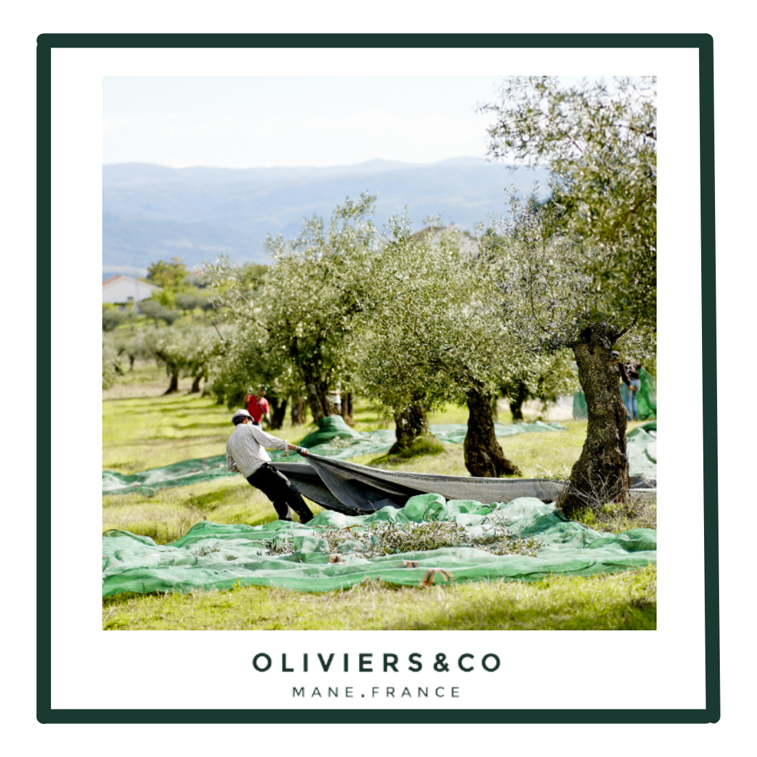 The best extra virgin olive oil : how we proceed? 