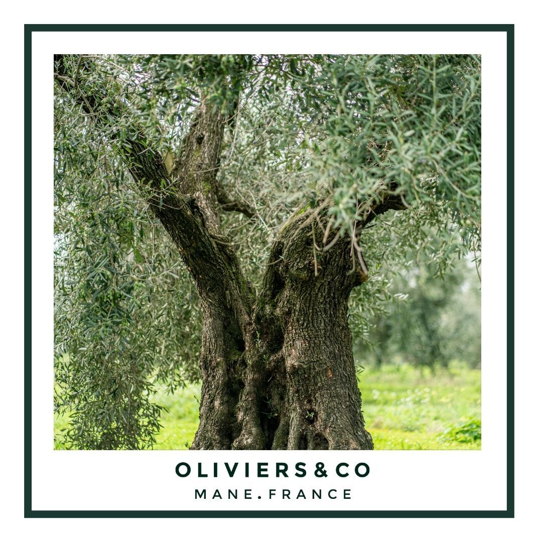 From the Olive Tree to the Bottle