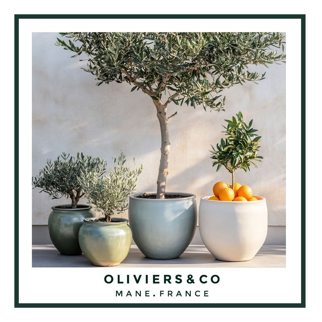 The olive tree takes root at home
