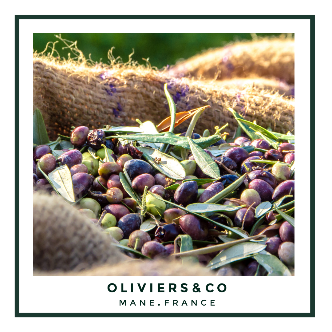 The challenges of the 2024 Olive Harvest
