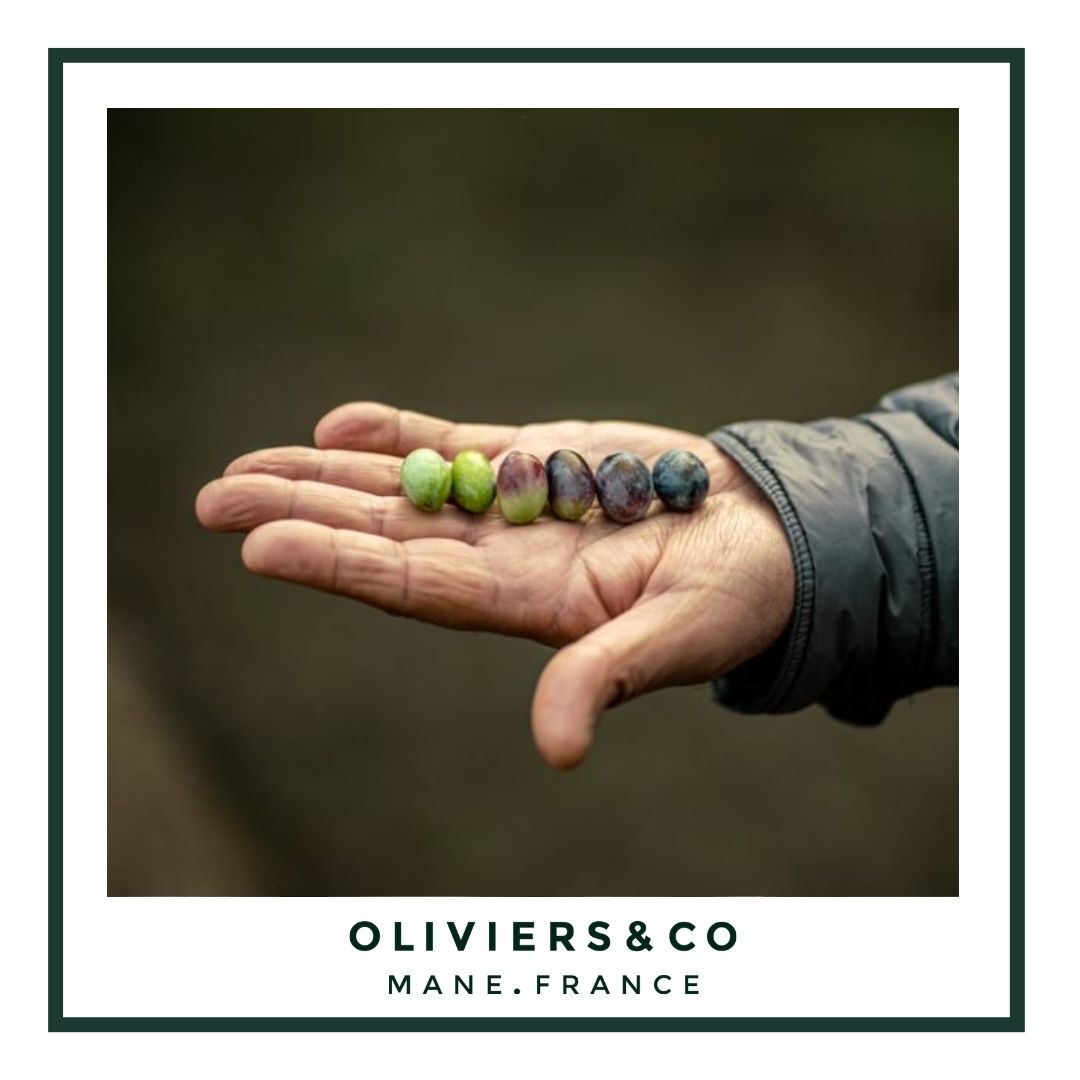 All the Different types of Olives 