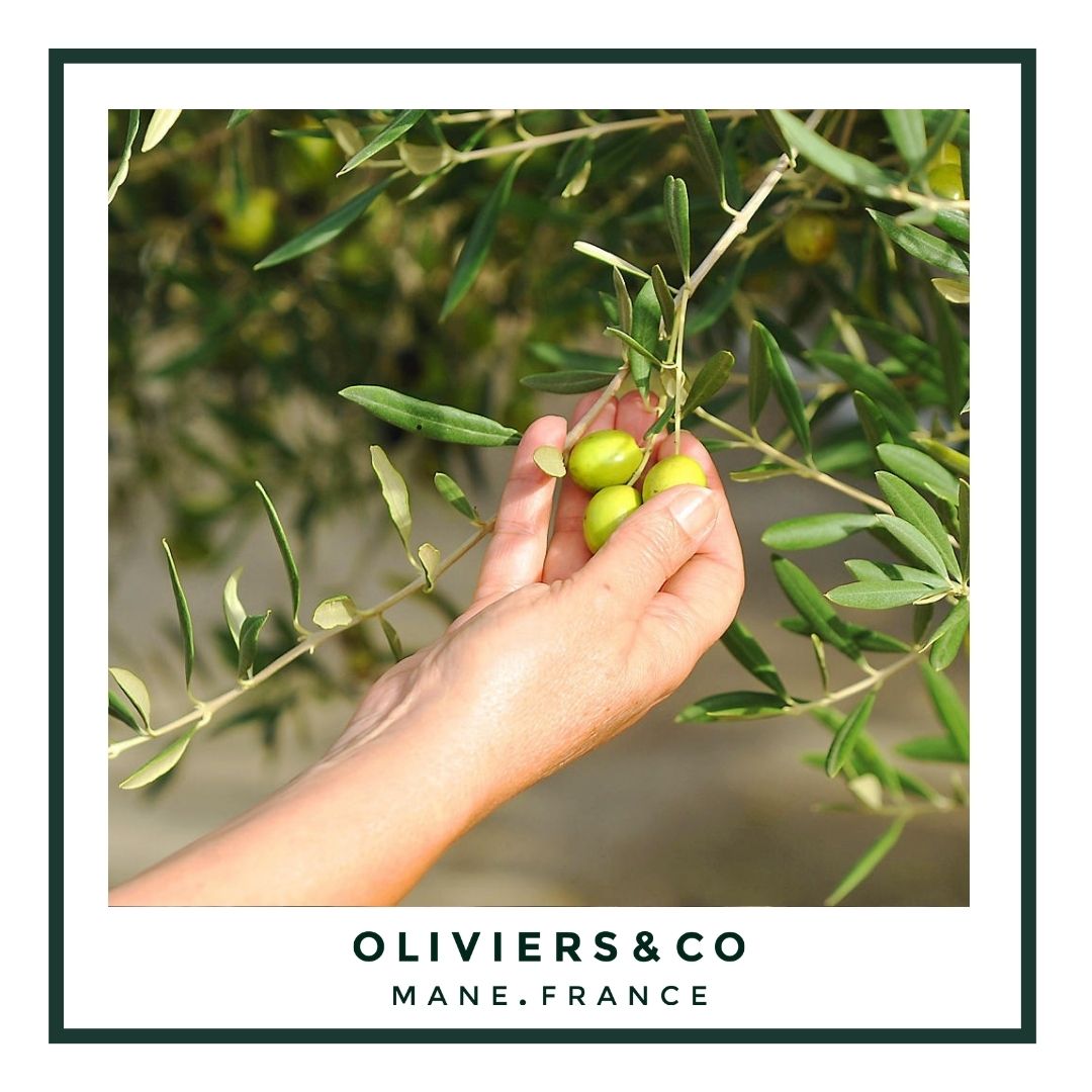 Is Olive Oil Vegetable Oil?