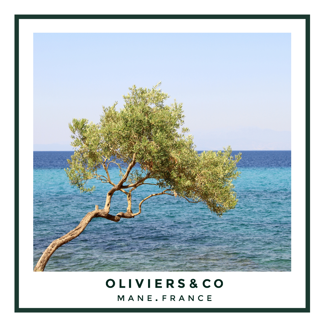 Greece & Olive Oil