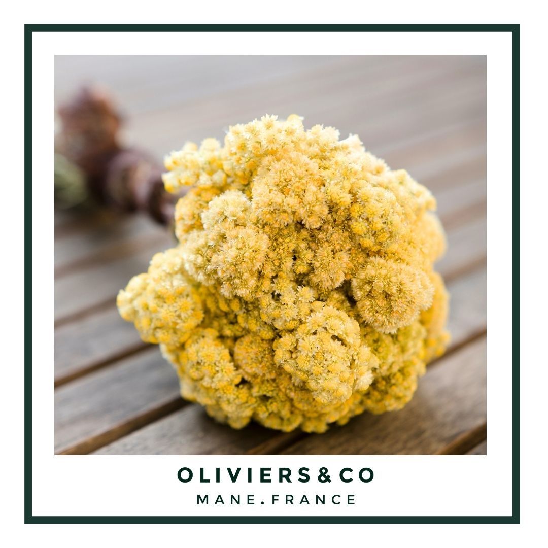 Corsican Immortelle: History, Benefits & Virtues