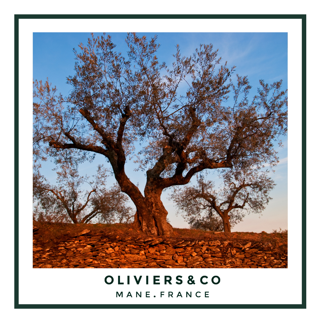 Portugal & Olive Oil