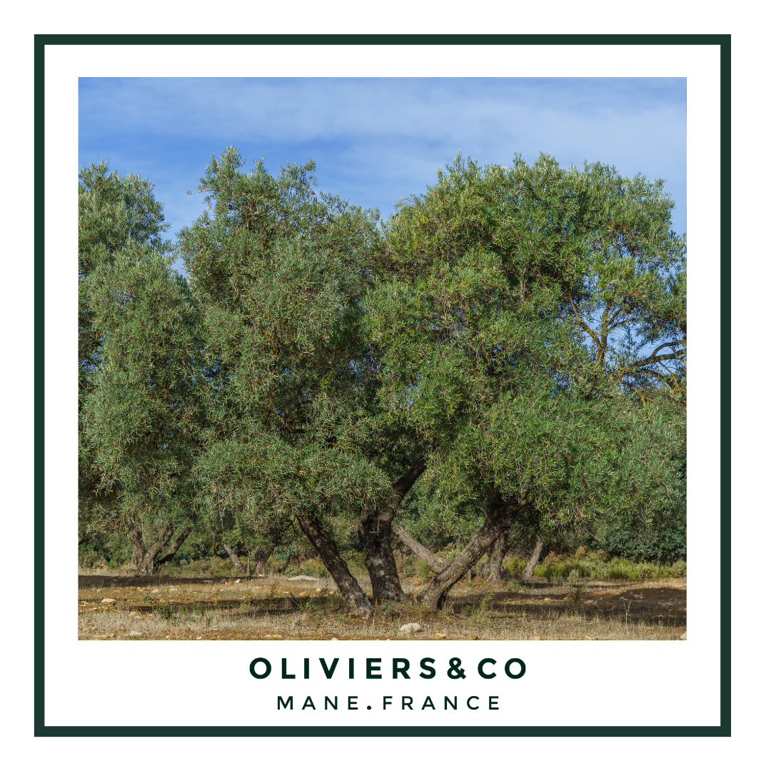 Spain & Olive Oil